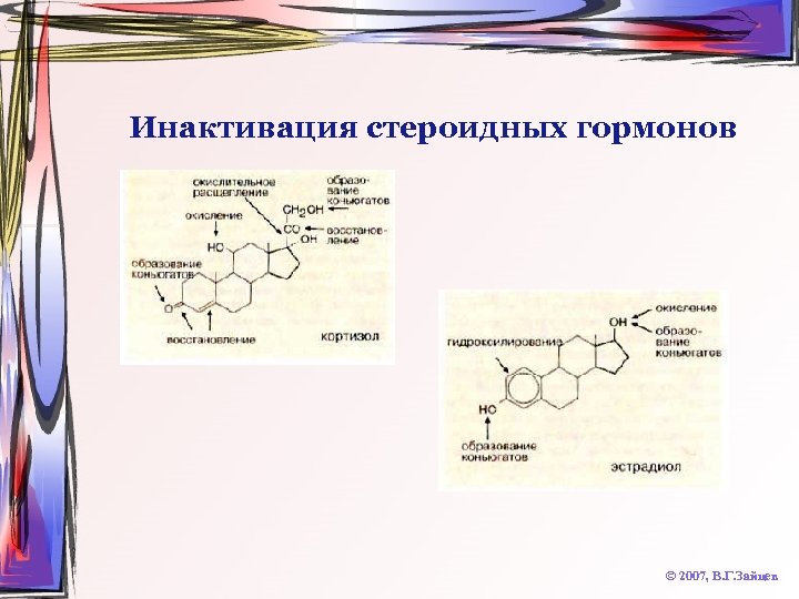 Инактивация стероидных гормонов © 2007, В. Г. Зайцев 