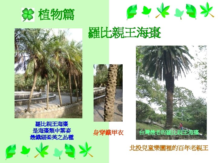 植物篇 羅比親王海棗 是海棗類中葉姿 最纖細柔美之品種 身穿鐵甲衣 台灣最老的羅比親王海棗 北投兒童樂園裡的百年老親王 