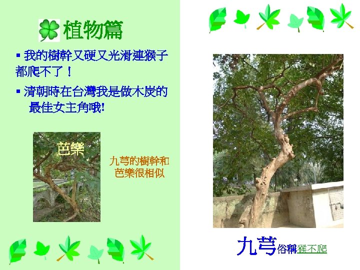 植物篇 § 我的樹幹又硬又光滑連猴子　 都爬不了！ § 清朝時在台灣我是做木炭的 最佳女主角哦! 芭樂 九芎的樹幹和 芭樂很相似 九芎俗稱猴不爬 