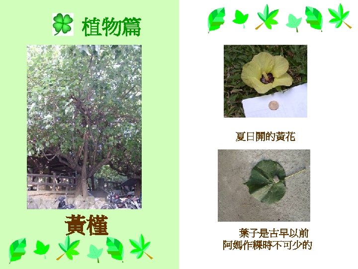 植物篇 夏日開的黃花 黃槿 葉子是古早以前 阿媽作粿時不可少的 