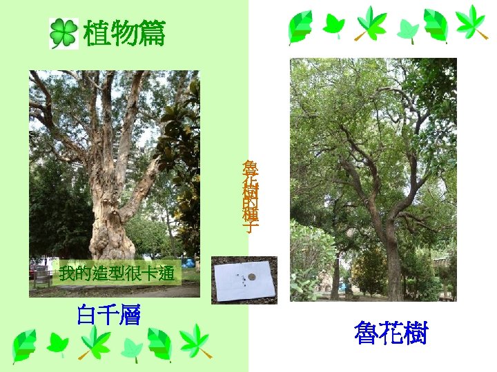 植物篇 魯 花 樹 的 種 子 我的造型很卡通 白千層 魯花樹 