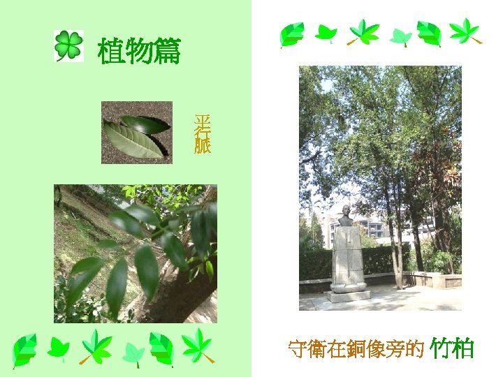 植物篇 平 行 脈 守衛在銅像旁的 竹柏 