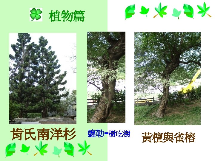 植物篇 肯氏南洋杉 - 纏勒 樹吃樹 黃檀與雀榕 