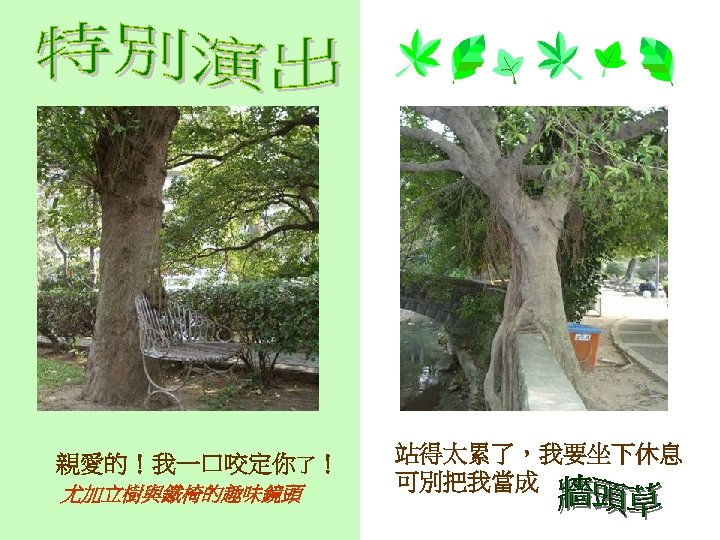 你累了嗎 親愛的！我一口咬定你了！ 尤加立樹與鐵椅的趣味鏡頭 站得太累了，我要坐下休息 可別把我當成 