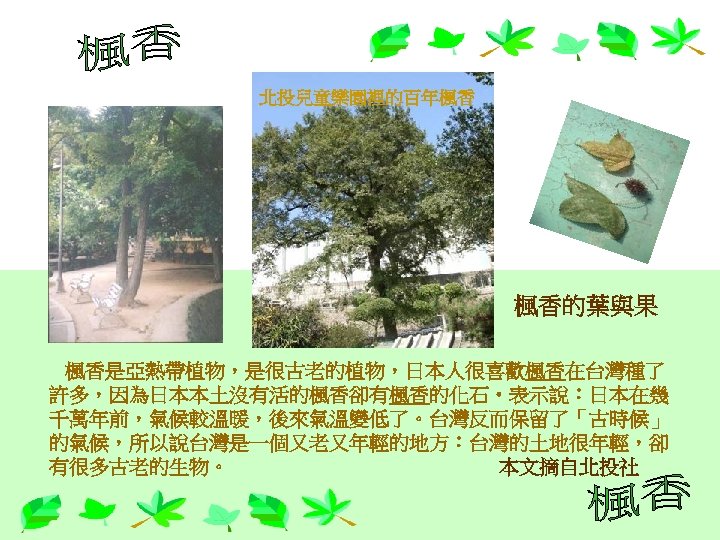 北投兒童樂園裡的百年楓香 楓香的葉與果 楓香是亞熱帶植物，是很古老的植物，日本人很喜歡楓香在台灣種了 許多，因為日本本土沒有活的楓香卻有楓香的化石‧表示說：日本在幾 千萬年前，氣候較溫暖，後來氣溫變低了。台灣反而保留了「古時候」 的氣候，所以說台灣是一個又老又年輕的地方：台灣的土地很年輕，卻 有很多古老的生物。 本文摘自北投社 