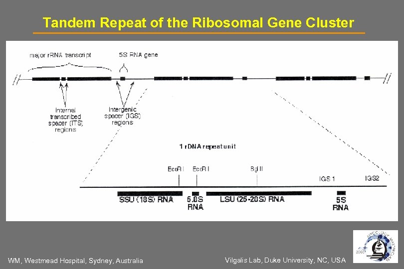 Tandem Repeat of the Ribosomal Gene Cluster WM, Westmead Hospital, Sydney, Australia Vilgalis Lab,