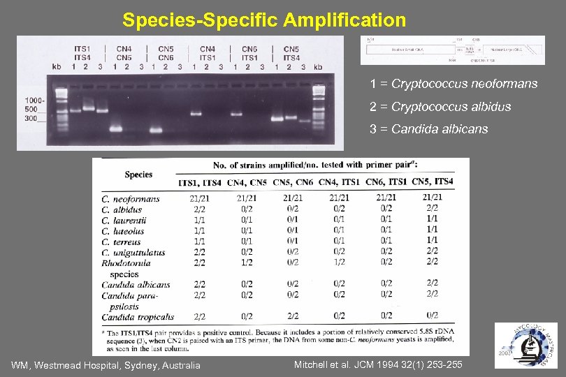 Species-Specific Amplification 1 = Cryptococcus neoformans 2 = Cryptococcus albidus 3 = Candida albicans