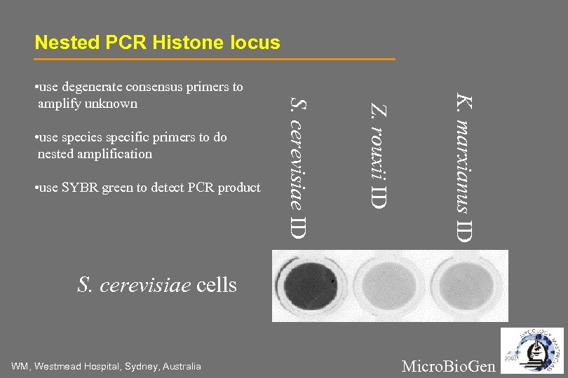 Nested PCR Histone locus K. marxianus ID • use SYBR green to detect PCR