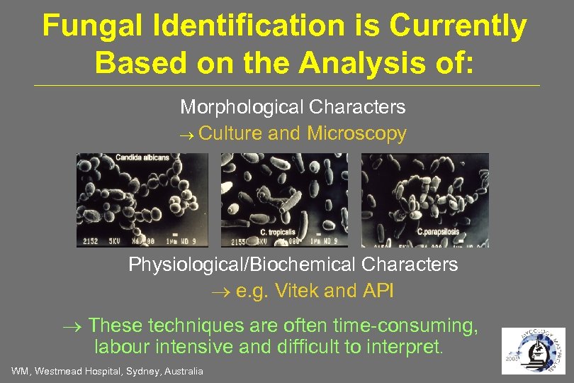 Fungal Identification is Currently Based on the Analysis of: Morphological Characters Culture and Microscopy