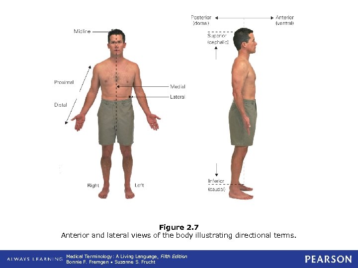 Figure 2. 7 Anterior and lateral views of the body illustrating directional terms. Medical