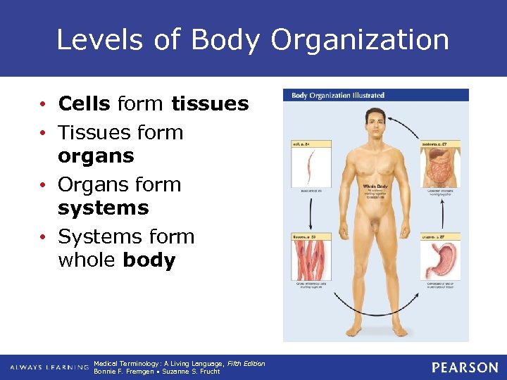 Levels of Body Organization • Cells form tissues • Tissues form organs • Organs