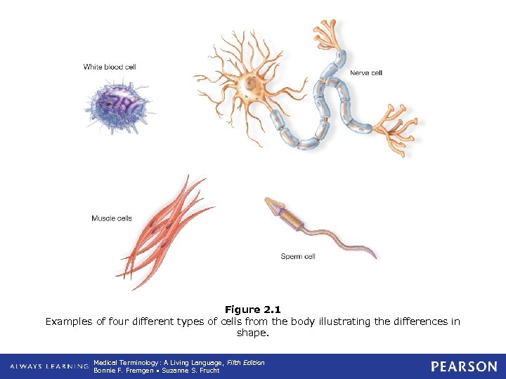 Figure 2. 1 Examples of four different types of cells from the body illustrating