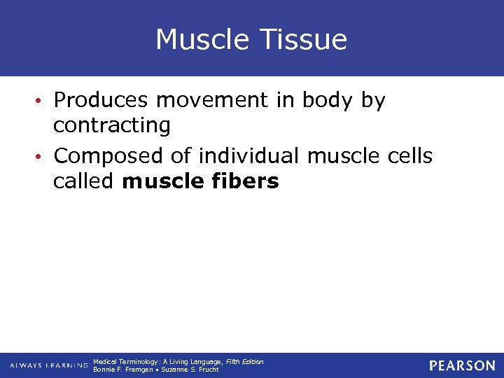 Muscle Tissue • Produces movement in body by contracting • Composed of individual muscle