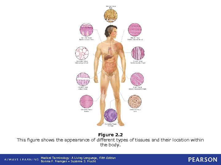 Figure 2. 2 This figure shows the appearance of different types of tissues and