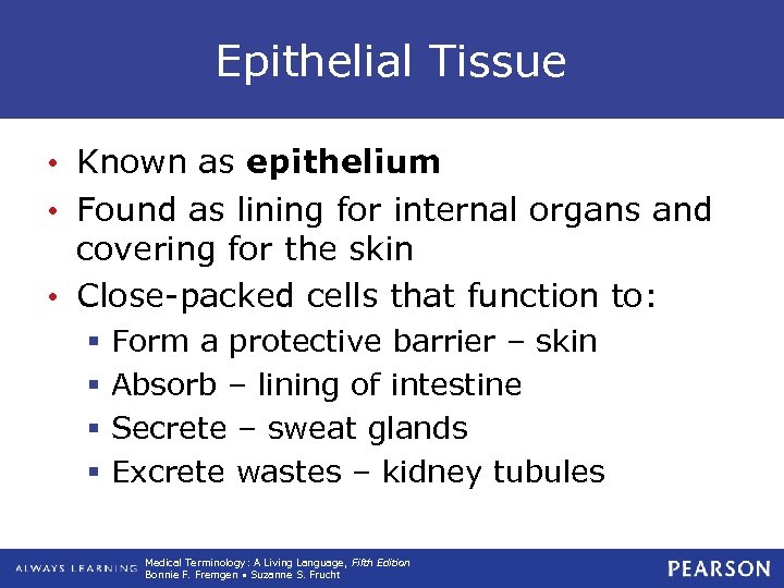 Epithelial Tissue • Known as epithelium • Found as lining for internal organs and