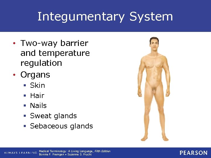 Integumentary System • Two-way barrier and temperature regulation • Organs § § § Skin