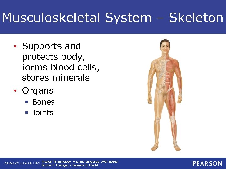 Musculoskeletal System – Skeleton • Supports and protects body, forms blood cells, stores minerals