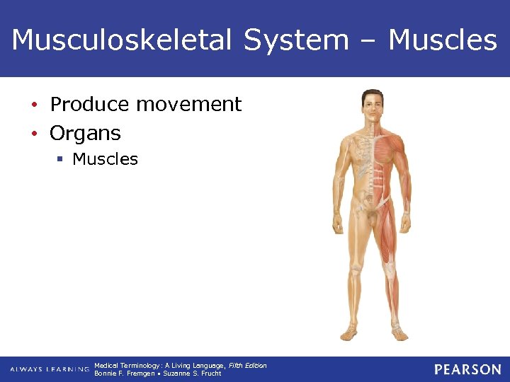 Musculoskeletal System – Muscles • Produce movement • Organs § Muscles Medical Terminology: A
