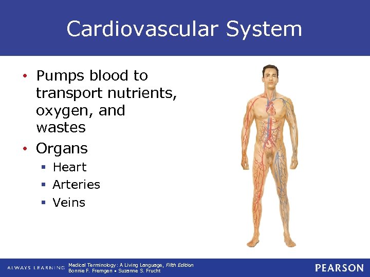 Cardiovascular System • Pumps blood to transport nutrients, oxygen, and wastes • Organs §