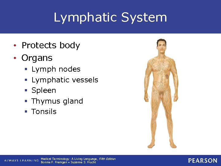 Lymphatic System • Protects body • Organs § § § Lymph nodes Lymphatic vessels