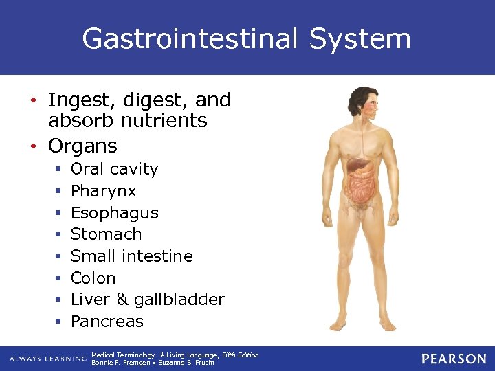 Gastrointestinal System • Ingest, digest, and absorb nutrients • Organs § § § §