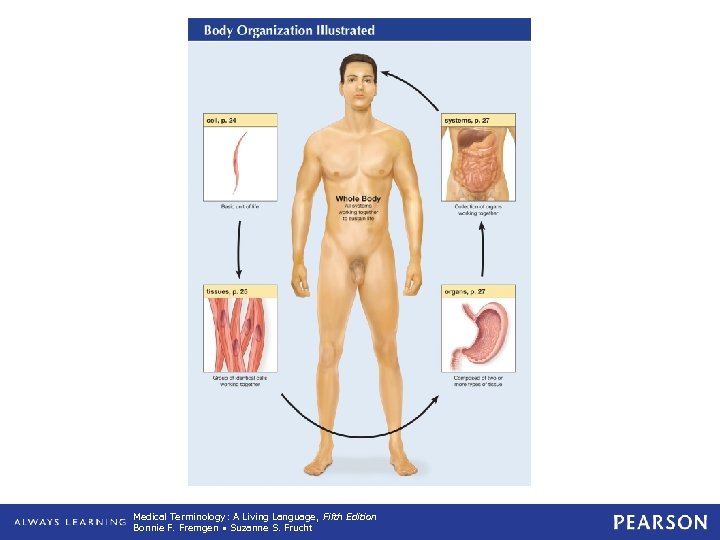 Body Organization Illustrated Medical Terminology: A Living Language, Fifth Edition Bonnie F. Fremgen •