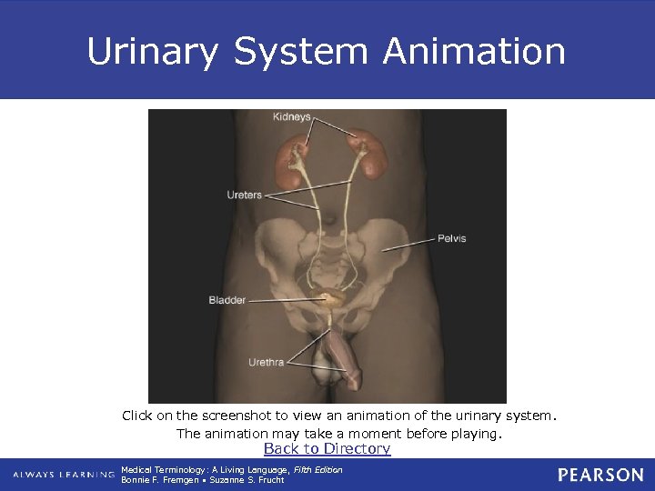 Urinary System Animation Click on the screenshot to view an animation of the urinary