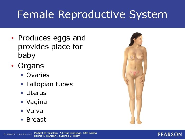 Female Reproductive System • Produces eggs and provides place for baby • Organs §