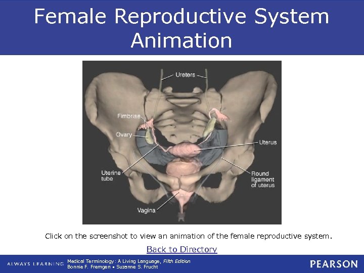 Female Reproductive System Animation Click on the screenshot to view an animation of the