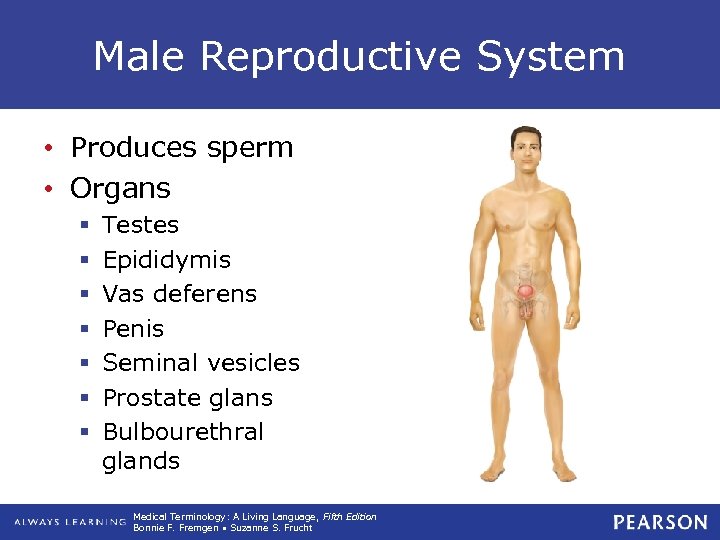 Male Reproductive System • Produces sperm • Organs § § § § Testes Epididymis