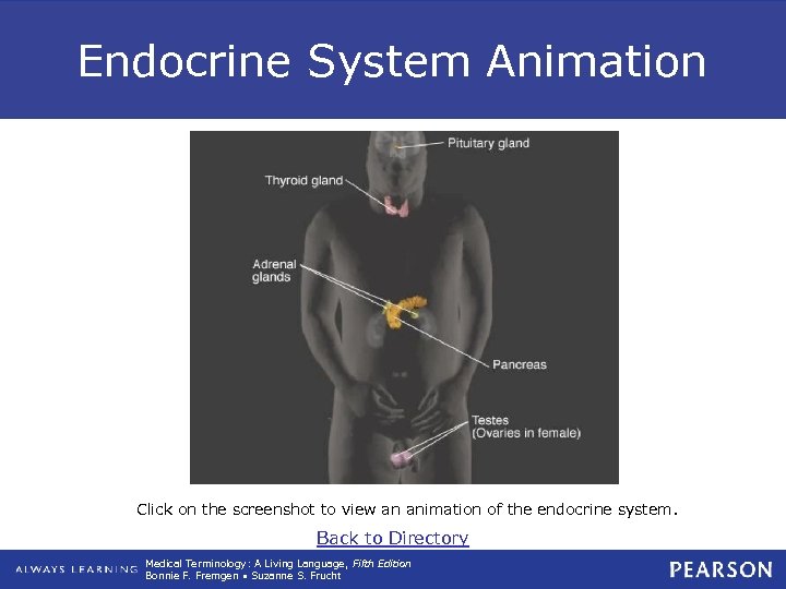 Endocrine System Animation Click on the screenshot to view an animation of the endocrine