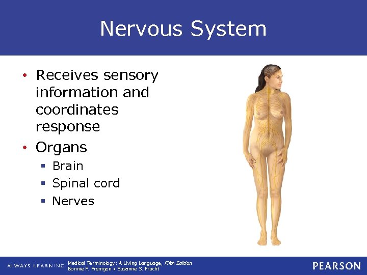 Nervous System • Receives sensory information and coordinates response • Organs § Brain §