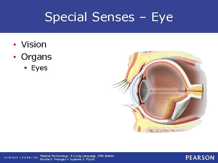 Special Senses – Eye • Vision • Organs § Eyes Medical Terminology: A Living
