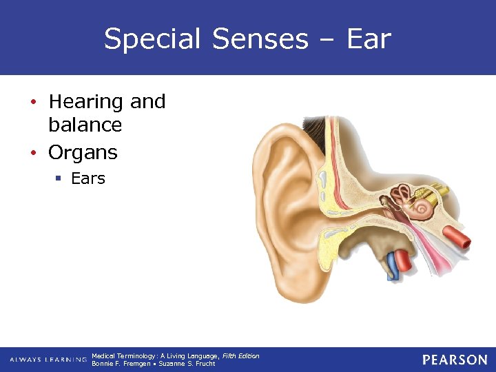 Special Senses – Ear • Hearing and balance • Organs § Ears Medical Terminology:
