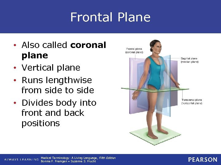 Frontal Plane • Also called coronal plane • Vertical plane • Runs lengthwise from