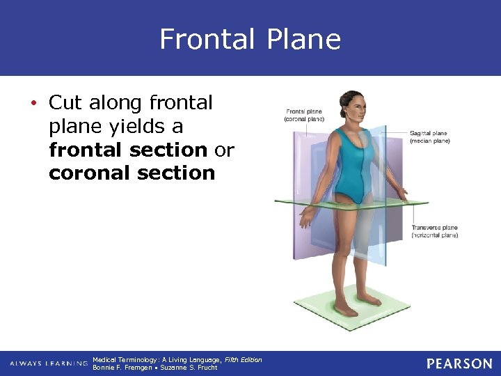 Frontal Plane • Cut along frontal plane yields a frontal section or coronal section