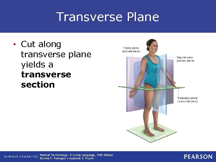 Transverse Plane • Cut along transverse plane yields a transverse section Medical Terminology: A
