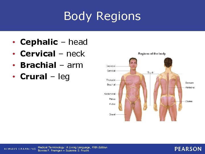 Body Regions • • Cephalic – head Cervical – neck Brachial – arm Crural