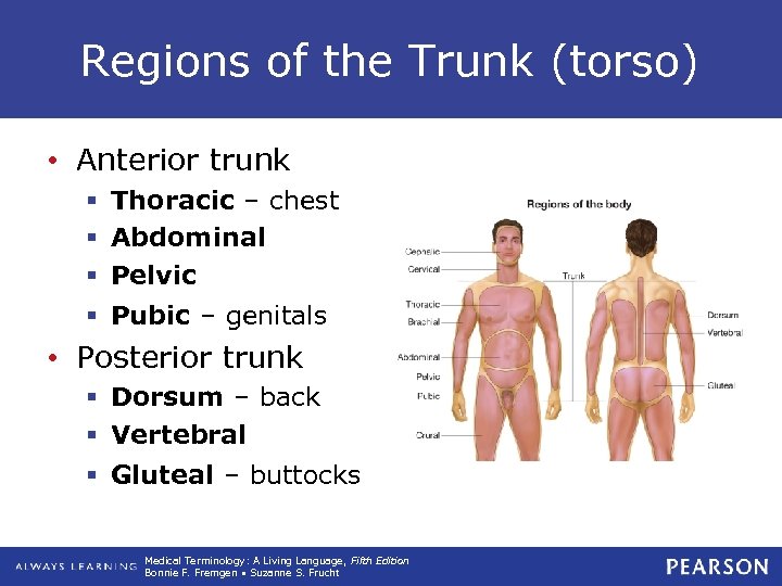 Regions of the Trunk (torso) • Anterior trunk § Thoracic – chest § Abdominal