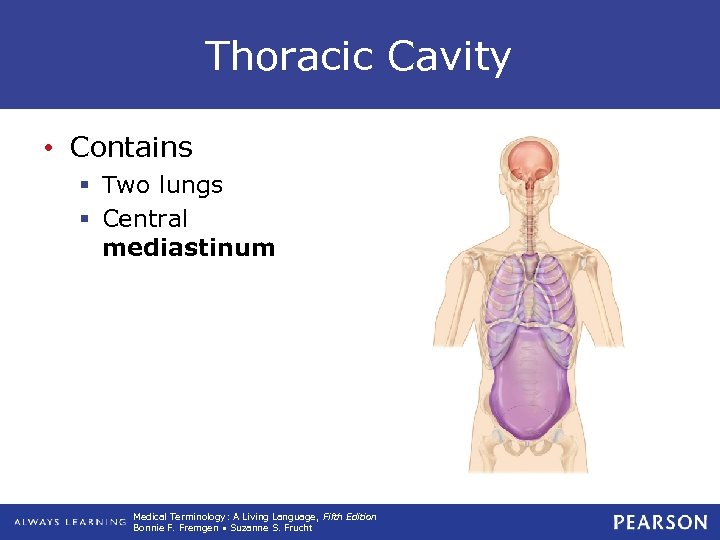 Thoracic Cavity • Contains § Two lungs § Central mediastinum Medical Terminology: A Living