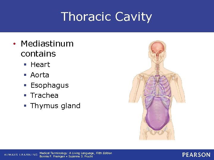 Thoracic Cavity • Mediastinum contains § § § Heart Aorta Esophagus Trachea Thymus gland