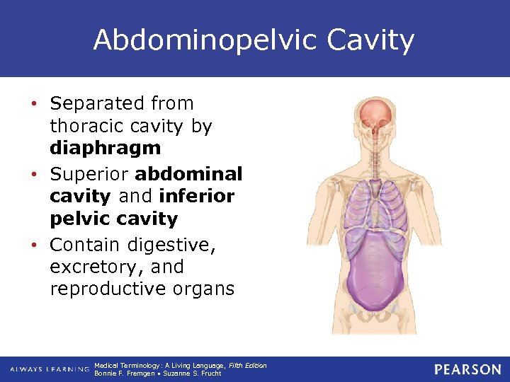 Abdominopelvic Cavity • Separated from thoracic cavity by diaphragm • Superior abdominal cavity and