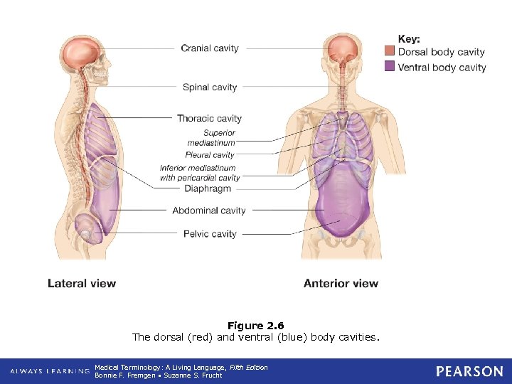 Figure 2. 6 The dorsal (red) and ventral (blue) body cavities. Medical Terminology: A