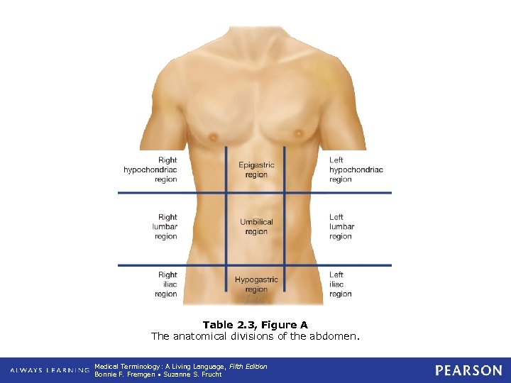 Table 2. 3, Figure A The anatomical divisions of the abdomen. Medical Terminology: A