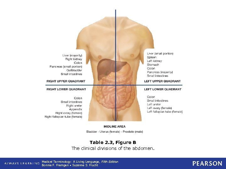 Table 2. 3, Figure B The clinical divisions of the abdomen. Medical Terminology: A