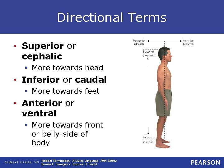 Directional Terms • Superior or cephalic § More towards head • Inferior or caudal