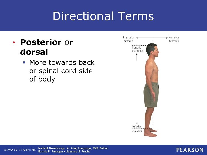 Directional Terms • Posterior or dorsal § More towards back or spinal cord side