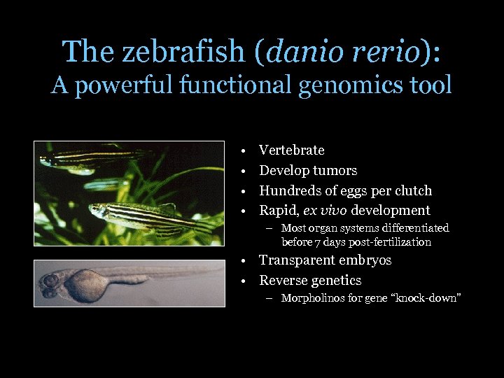 The zebrafish (danio rerio): A powerful functional genomics tool • • Vertebrate Develop tumors