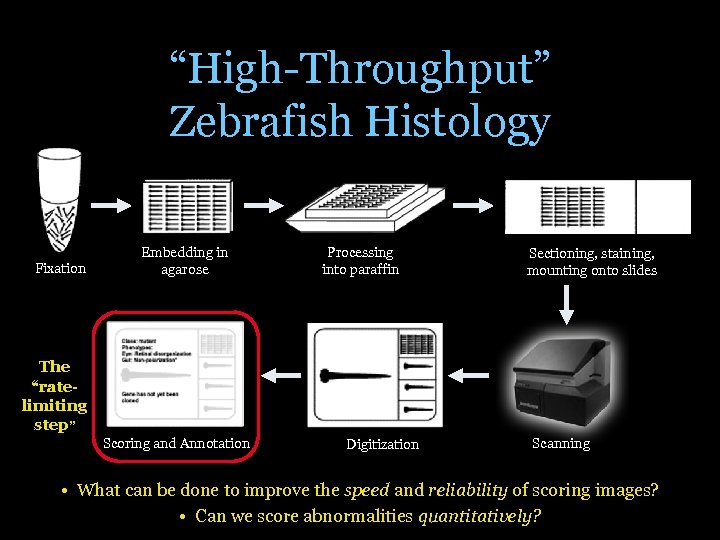 “High-Throughput” Zebrafish Histology Fixation Embedding in agarose Processing into paraffin Sectioning, staining, mounting onto