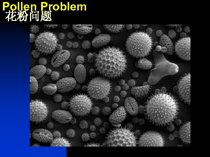 Pollen Problem 花粉问题 